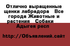 Отлично выращенные щенки лабрадора - Все города Животные и растения » Собаки   . Адыгея респ.